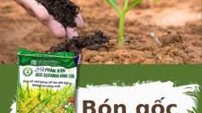 THÔNG TIN THỊ TRƯỜNG PHÂN BÓN 4 THÁNG ĐẦU NĂM 2025 VÀ DỰ BÁO