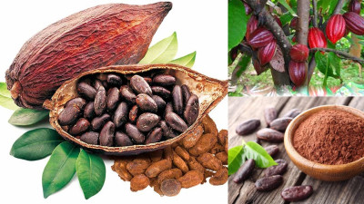 Thỏa thuận xanh châu Âu và tác động đến ngành ca cao
