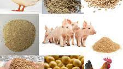 Thông tin thị trường thức ăn chăn nuôi thế giới và những tác động tới thị trường Việt Nam năm 2024, dự báo năm 2025