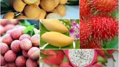 Xuất khẩu nông sản sang Hàn Quốc cần lưu ý quy định mới